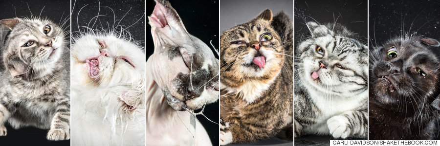 gatos