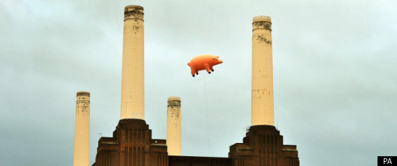 Pig