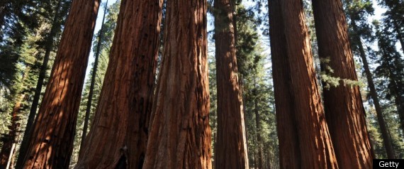 Mendocino County Forest