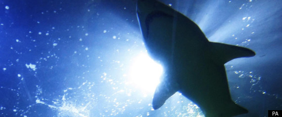 Sharks