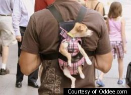13 Hilarious Pictures Of Walking The Dog