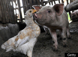'Contagion' Connections: How Links Among Humans, Animals And The Environment May Be Spawning A New Class Of Infectious Diseases