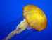 Les sous-marins du futur pourraient être inspirés des méduses et des lamproies