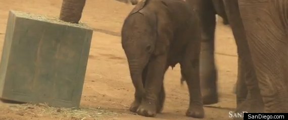 Baby Elephant First Steps