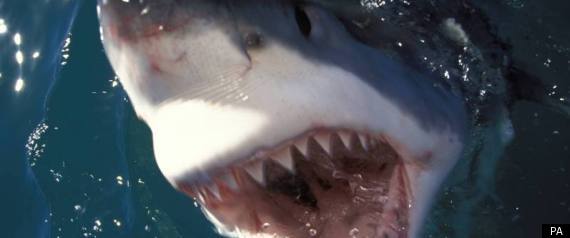 Shark