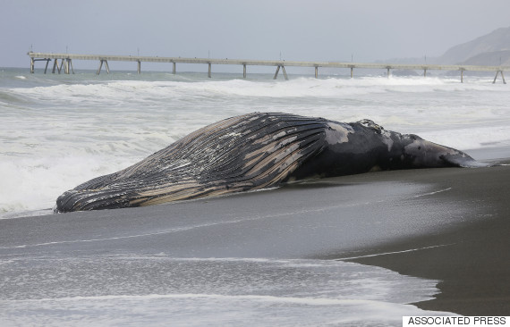 whale dead