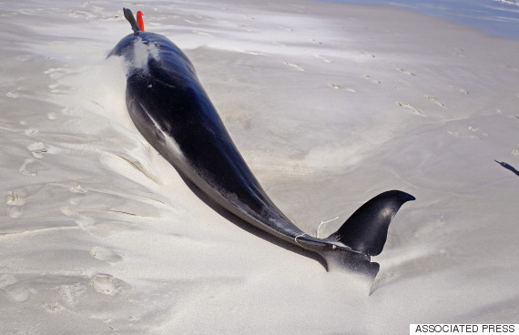 whale dead