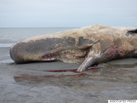 whale dead