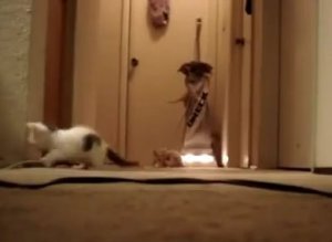 Kittens Scared Of Vacuum