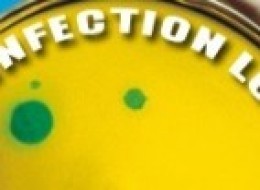 Introducing 'The Infection Loop': A New Column Connecting Humans, Animals, And The Environment