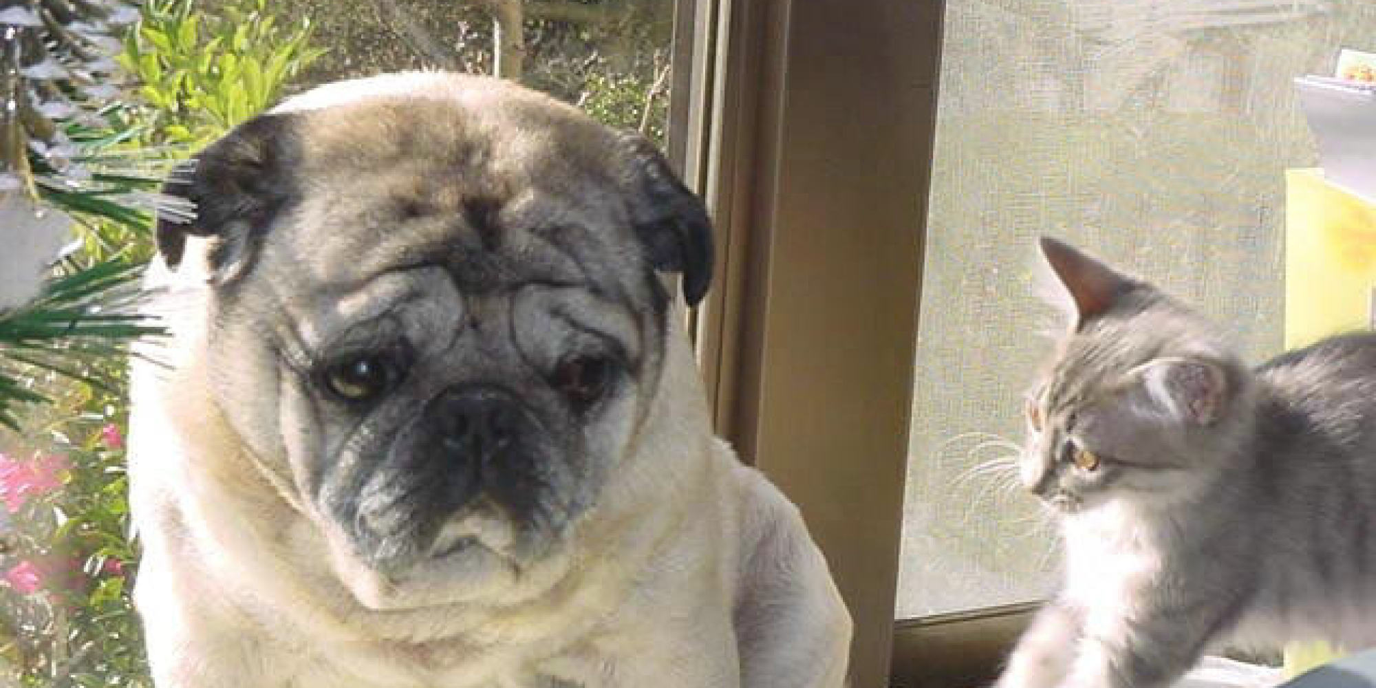 The Difference Between Dogs And Cats HuffPost