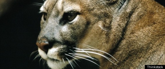 Jerry Brown Mountain Lion