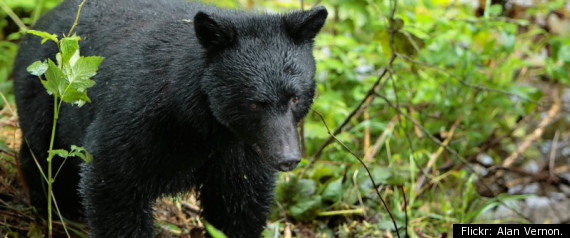 Couple Attacked By Bear Pennsylvania