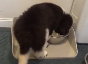 Puppy Water Bowl