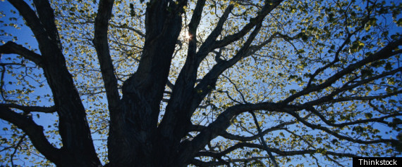 Sudden Oak Death