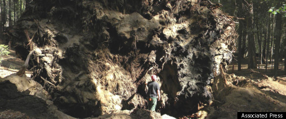 Sequoia Trees Fall