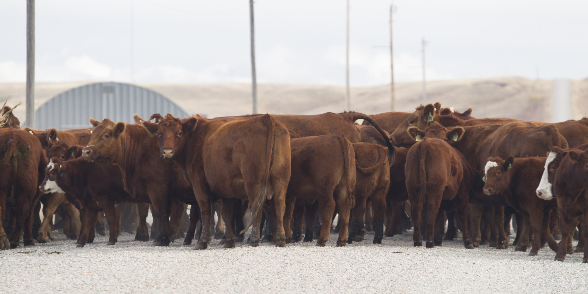 Over 200 Cattle Get Loose In Alberta Town
