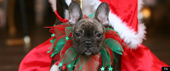 Animals Dressed Up