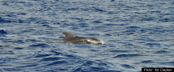 Whale Shot