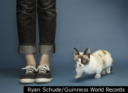 Biggest Cat In The World Guinness 2012 the tallest rideable motorcycle measures 16 feet 878 inches 510 Biggest Cat In The World Guinness 2012 the tallest rideable motorcycle measures 16 feet 878 inches 510