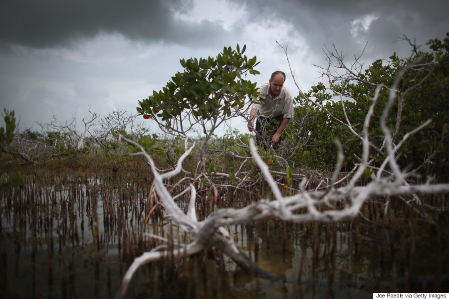 mangrove climate change