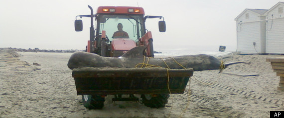 Whale Shot New Jersey Pilot Whale