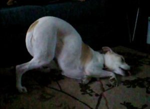 Dog Half Asleep