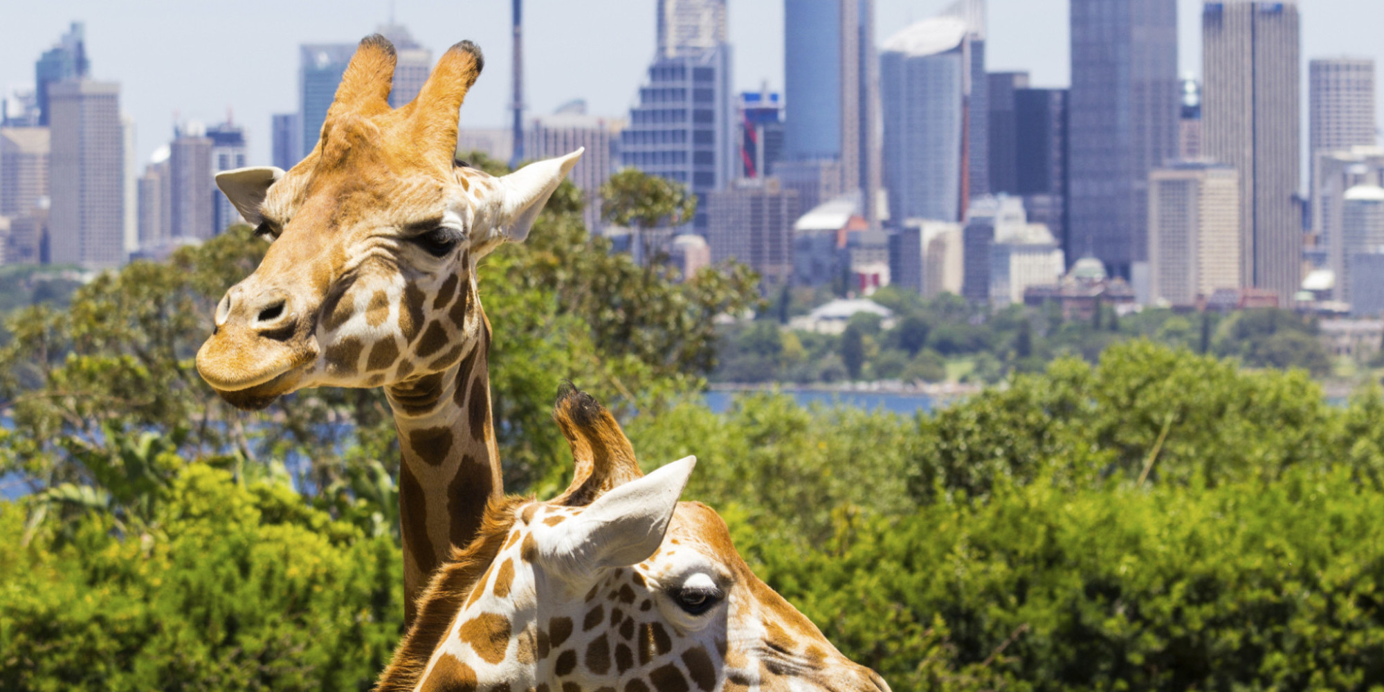 Combating Nature Deficit Disorder with Zoos and Aquariums | HuffPost