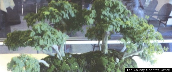 Bonsai Bandit