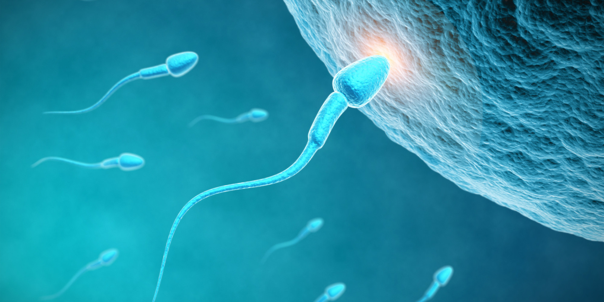 Сколько живут сперматозоиды 1 фотография