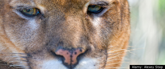 Mountain Lion Killed