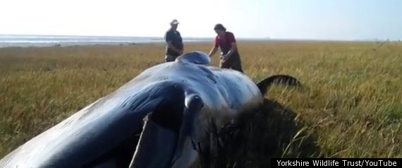 Beached Whale Yorkshire