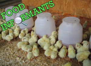 Chicken Farmer