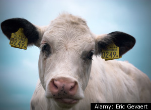 Eating Baby Animals