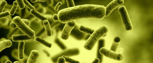 Bacteria Science