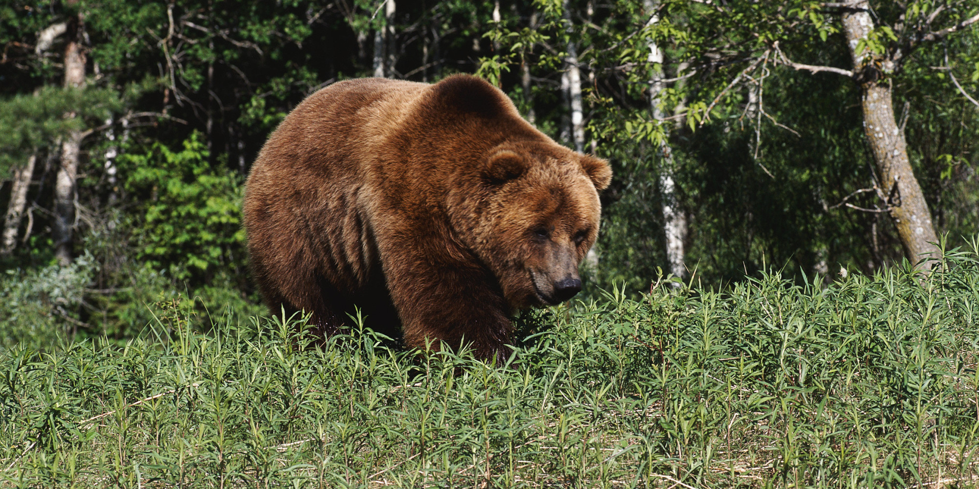 hunter-survives-grizzly-bear-attack-in-montana-daily-inter-lake