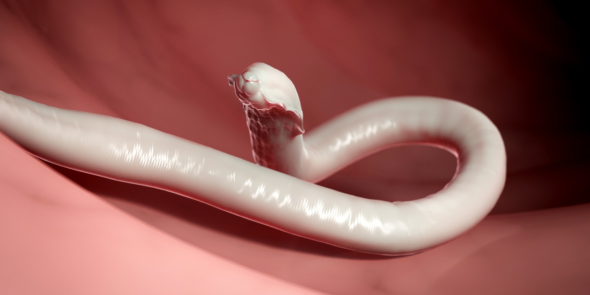 parasitic-worm-might-increase-women-s-fertility