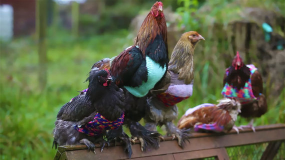 hens