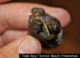 WATCH: Two-Headed Turtle's Owner Divided Over Surgical Separation 