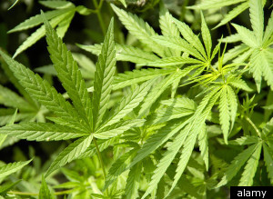 Marijuana Wine