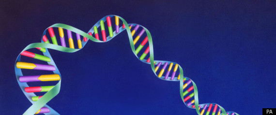Dna Retention
