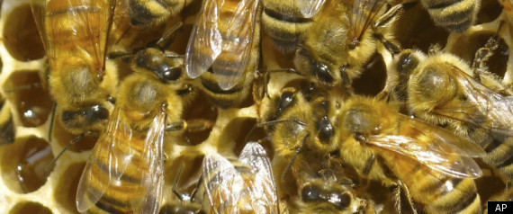 Bees