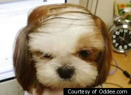 12 Extreme Animal Hairstyles