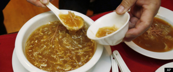 Shark Fin Trade California