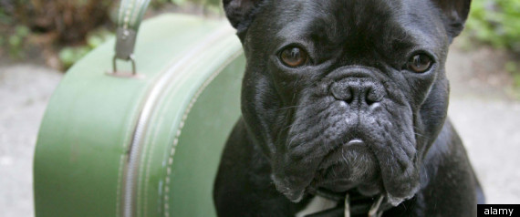 Bulldogs Banned From Airlines