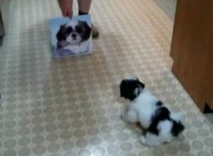 Puppy Disapproves Of Calendar