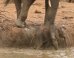 VIDÉO. Un éléphant utilise sa trompe pour sauver un éléphanteau