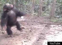 Orphan Baby Chimp Dances Until He's Dizzy