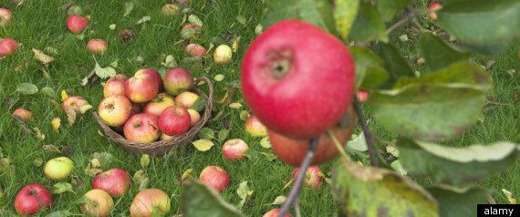 Apple Picking New York Upstate