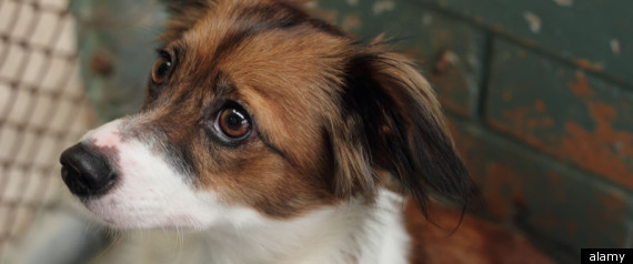 Shelter Dog